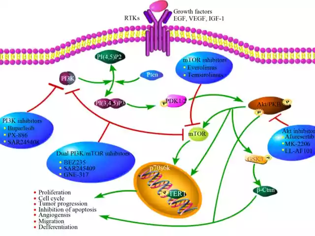 Understanding the importance of PI3K pathway inhibition in cancer treatment: The role of alpelisib