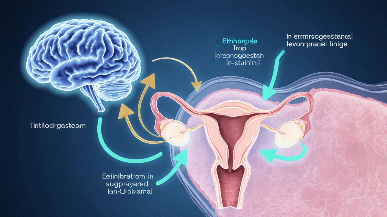 Illustrated female reproductive system showing hormone suppression.